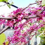 Judášovec strukový  (Cercis Siliquastrum) výška- 300-340 cm, obvod kmeňa 8/10 cm, kont C45L (-18°C) - NA KMIENKU